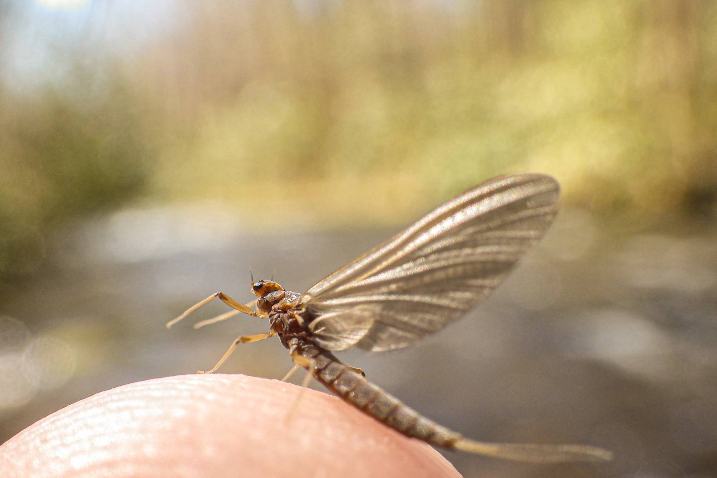 Polk County NC Trout Streams