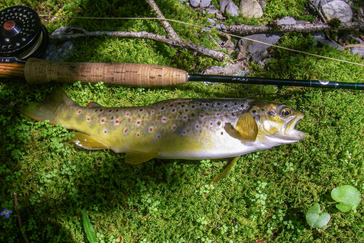 Avery County NC Trout Streams