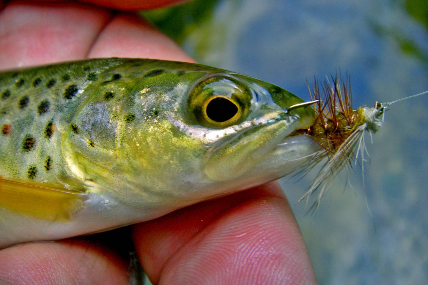 McDowell County NC Trout Streams