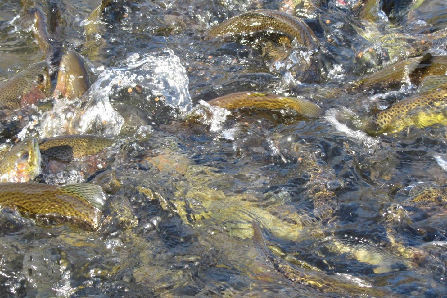 Hatchery Supported Trout Streams in NC