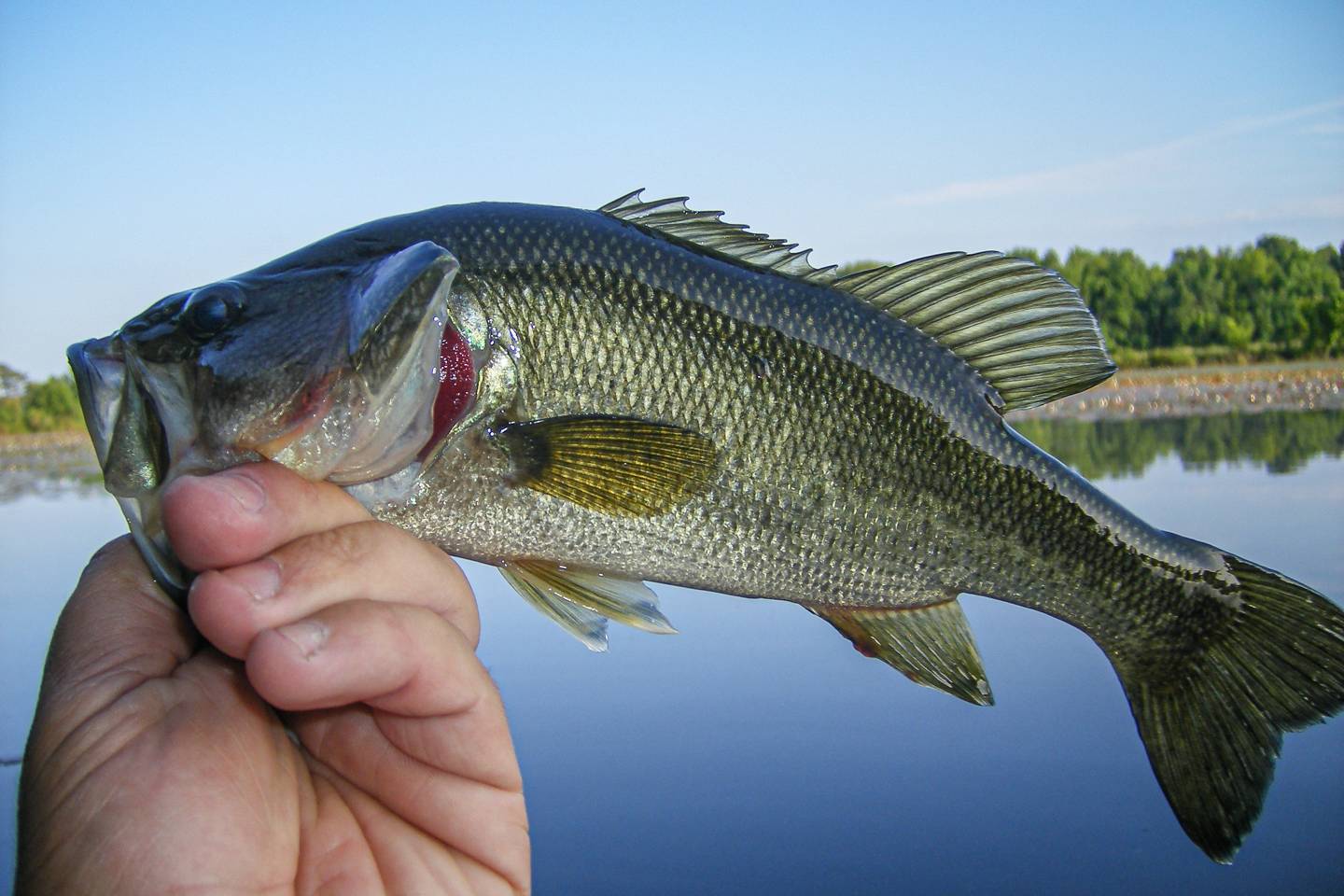 Bass on the Fly