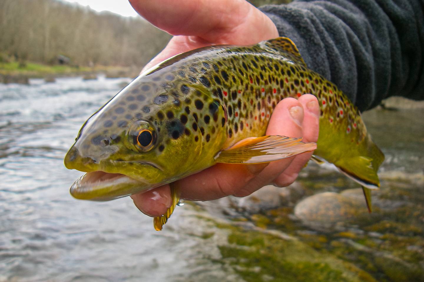 Fly Fishing South Holston River